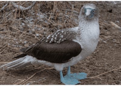 COMMENTARY | Migratory Birds Get a Lift with Proposed Rule Reversal