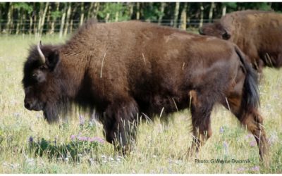 COMMENTARY | Beefalo Befuddlement in Grand Canyon
