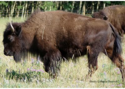 COMMENTARY | Beefalo Befuddlement in Grand Canyon