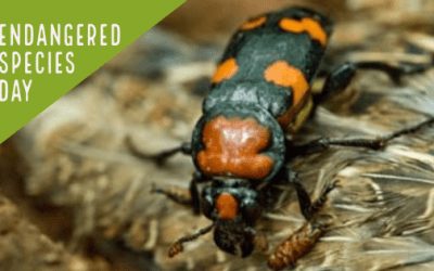 COMMENTARY | Endangered Species Day: In Praise of the Combat Biologists