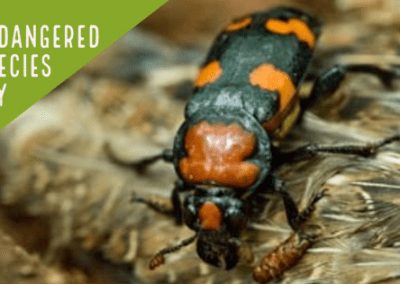 COMMENTARY | Endangered Species Day: In Praise of the Combat Biologists