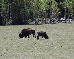 Beefalo hybrid of cattle and bison