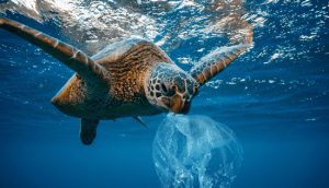 Sea Turtle with ocean trash