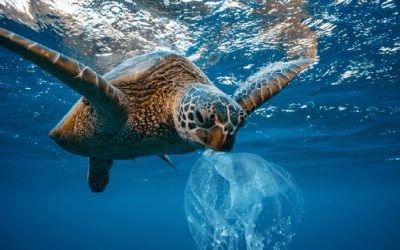 COMMENTARY | Scientists Will Urge Biden to Go Big on Ocean Protection