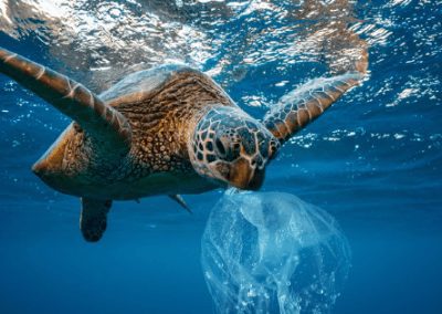 COMMENTARY | Scientists Will Urge Biden to Go Big on Ocean Protection