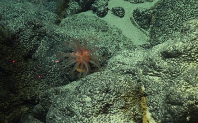 COMMENTARY | Deep-Sea Mining for Metals: Treading Carefully on the Path Toward Renewables