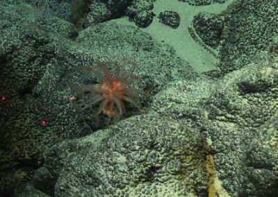 COMMENTARY | Deep-Sea Mining for Metals: Treading Carefully on the Path Toward Renewables