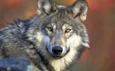 Political Sabotage by Anti-Wolf Colorado Parks Manager