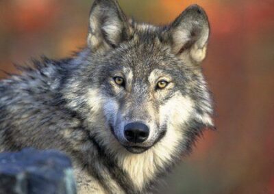 Political Sabotage by Anti-Wolf Colorado Parks Manager
