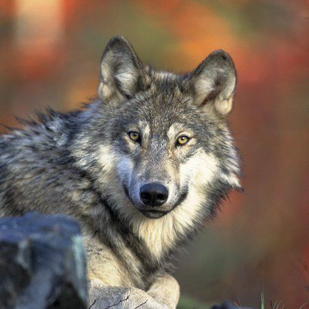 gray wolf