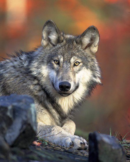 Political Sabotage by Anti-Wolf Colorado Parks Manager