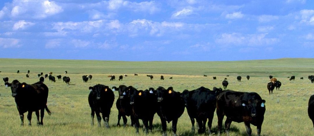 Nevada Has a Very Bad Grazing Problem