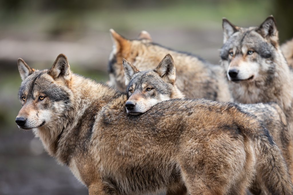 Family of grey wolf in the forest Beefalo hybrid of cattle and bison