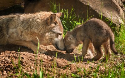 STATEMENT | Federal Protections Restored to Gray Wolves