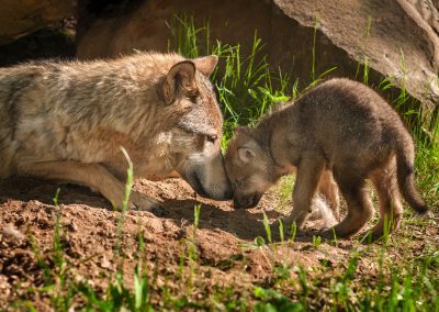 STATEMENT | Federal Protections Restored to Gray Wolves