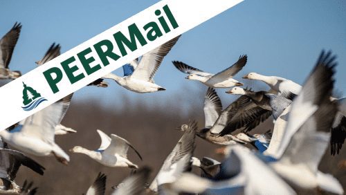 PEERMail | Migratory Bird Whistleblower Case Goes to Judge