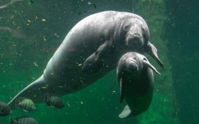 Another Record Manatee Mortality Year Unfolding