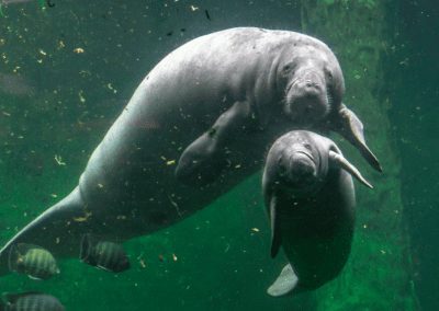 Another Record Manatee Mortality Year Unfolding