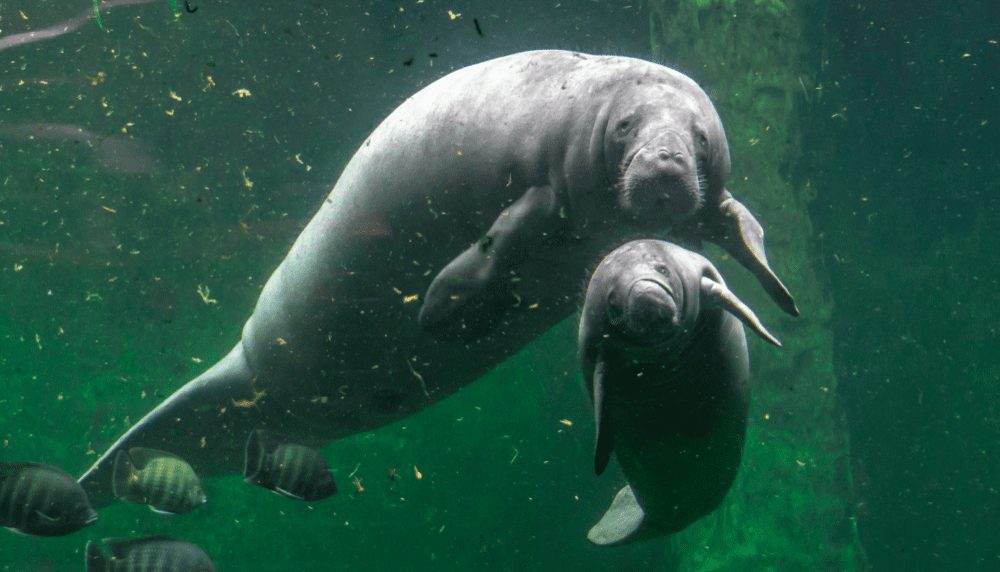 Frontiers  Associated benefits of manatee watching in the Costa dos Corais  Environmental Protection Area