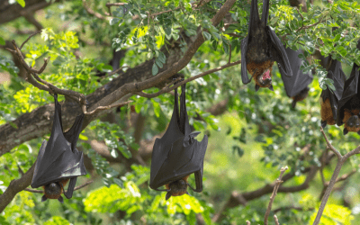 COMMENTARY | Preventing Future Zoonotic Pandemics