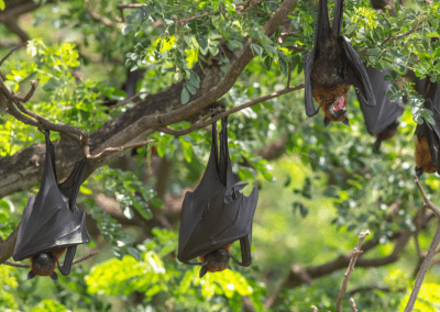 COMMENTARY | Preventing Future Zoonotic Pandemics