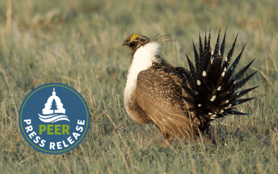 BLM Oil Exemptions Undercut Sage Grouse Safeguards