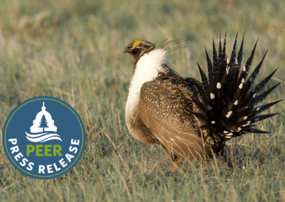 BLM Oil Exemptions Threaten Sage Grouse in Wyoming