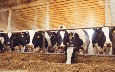 COMMENTARY | New Mexico Dairy Farmers’ Toxic Fight