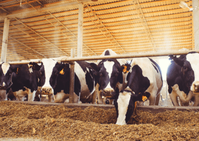 COMMENTARY | New Mexico Dairy Farmers’ Toxic Fight