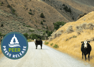 Federal public land grazing fees stay low despite inflation and climate costs