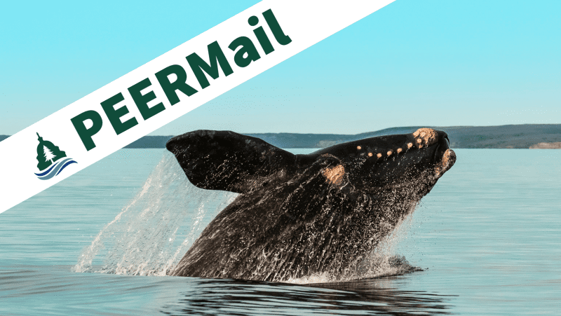 PEERMail | Save the Right Whales