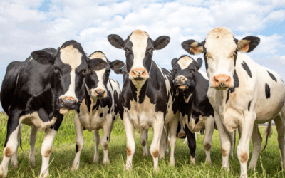 COMMENTARY | “Climate Smart” Agriculture Requires Better Environmental Assessments