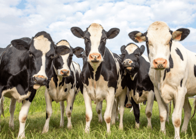 COMMENTARY | “Climate Smart” Agriculture Requires Better Environmental Assessments