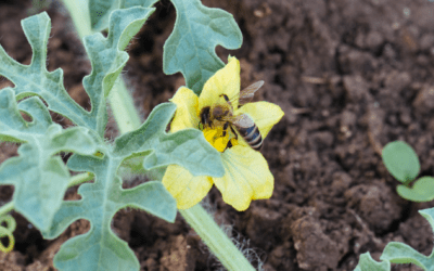 COMMENTARY | EPA Continues to Exempt the Most Widespread  Bee- and Bird-Killing Insecticides