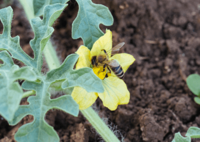 COMMENTARY | EPA Continues to Exempt the Most Widespread  Bee- and Bird-Killing Insecticides