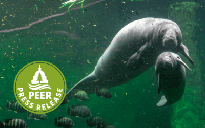 Florida’s Manatees Suffering Another Very Bad Year