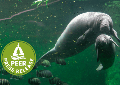 Florida’s Manatees Suffering Another Very Bad Year