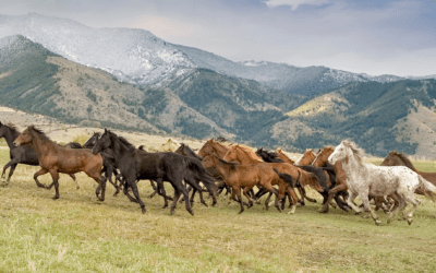 COMMENTARY | Home on the Range: Wild Horses on Public Lands