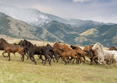 COMMENTARY | Home on the Range: Wild Horses on Public Lands
