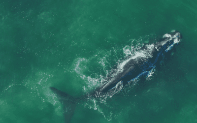 COMMENTARY | Saving Species Under Threat