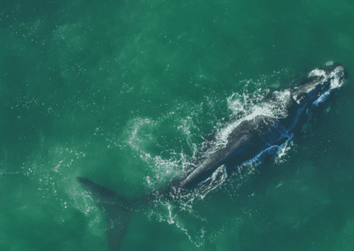 COMMENTARY | Saving Species Under Threat