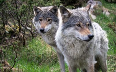 COMMENTARY | Countering the Western War on Wolves