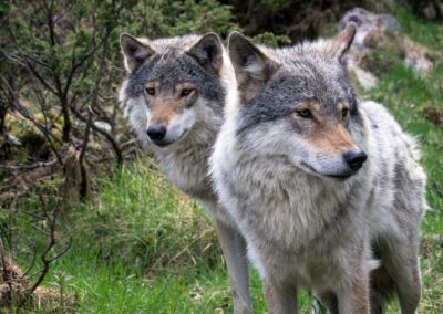 COMMENTARY | Countering the Western War on Wolves