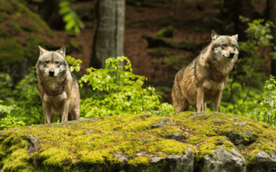 COMMENTARY | Park Service’s Inhumane Inertia