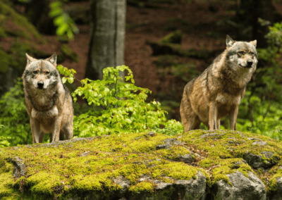 COMMENTARY | Park Service’s Inhumane Inertia