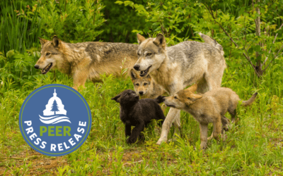 Alaska Misuses Federal Wildlife Aid on Killing Predators