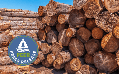 Feds Put Minnesota DNR Logging on a Short Leash