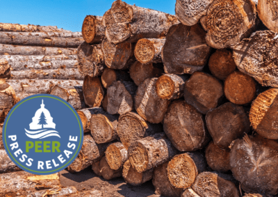 Feds Put Minnesota DNR Logging on a Short Leash