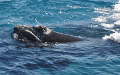 COMMENTARY | Congress Jeopardizes North Atlantic Right Whale Recovery 