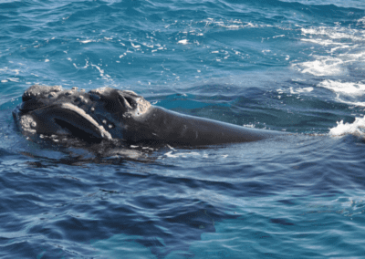 COMMENTARY | Congress Jeopardizes North Atlantic Right Whale RecoveryÂ